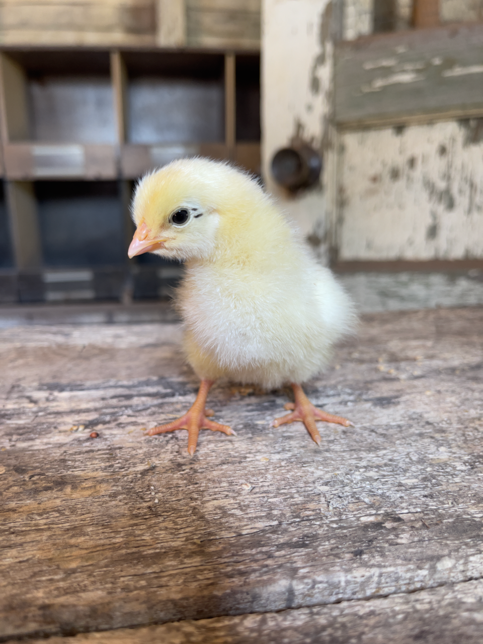 chick