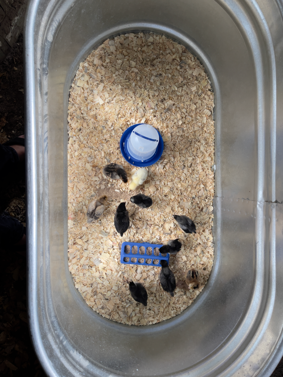 chicks