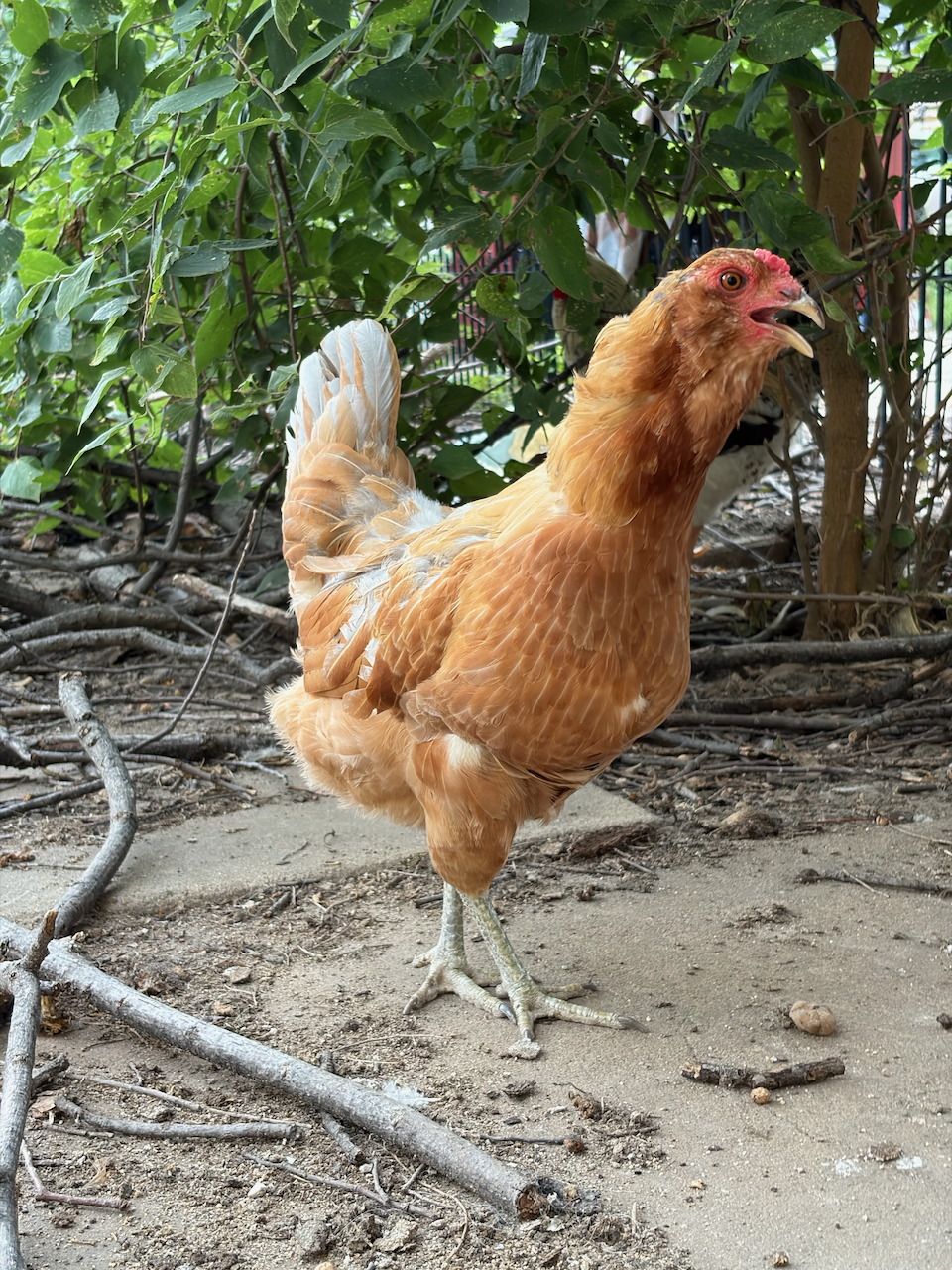 hen