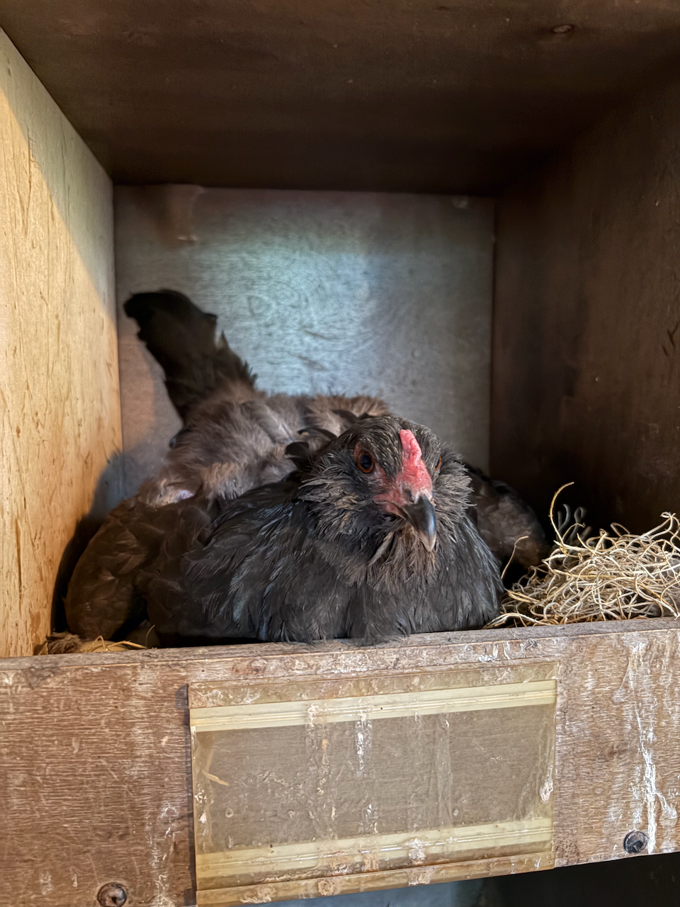 hen2