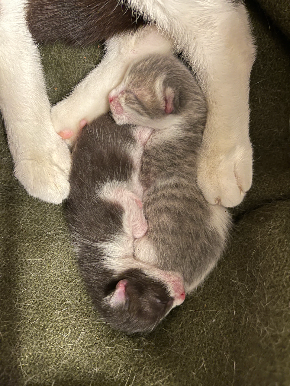 kittens1