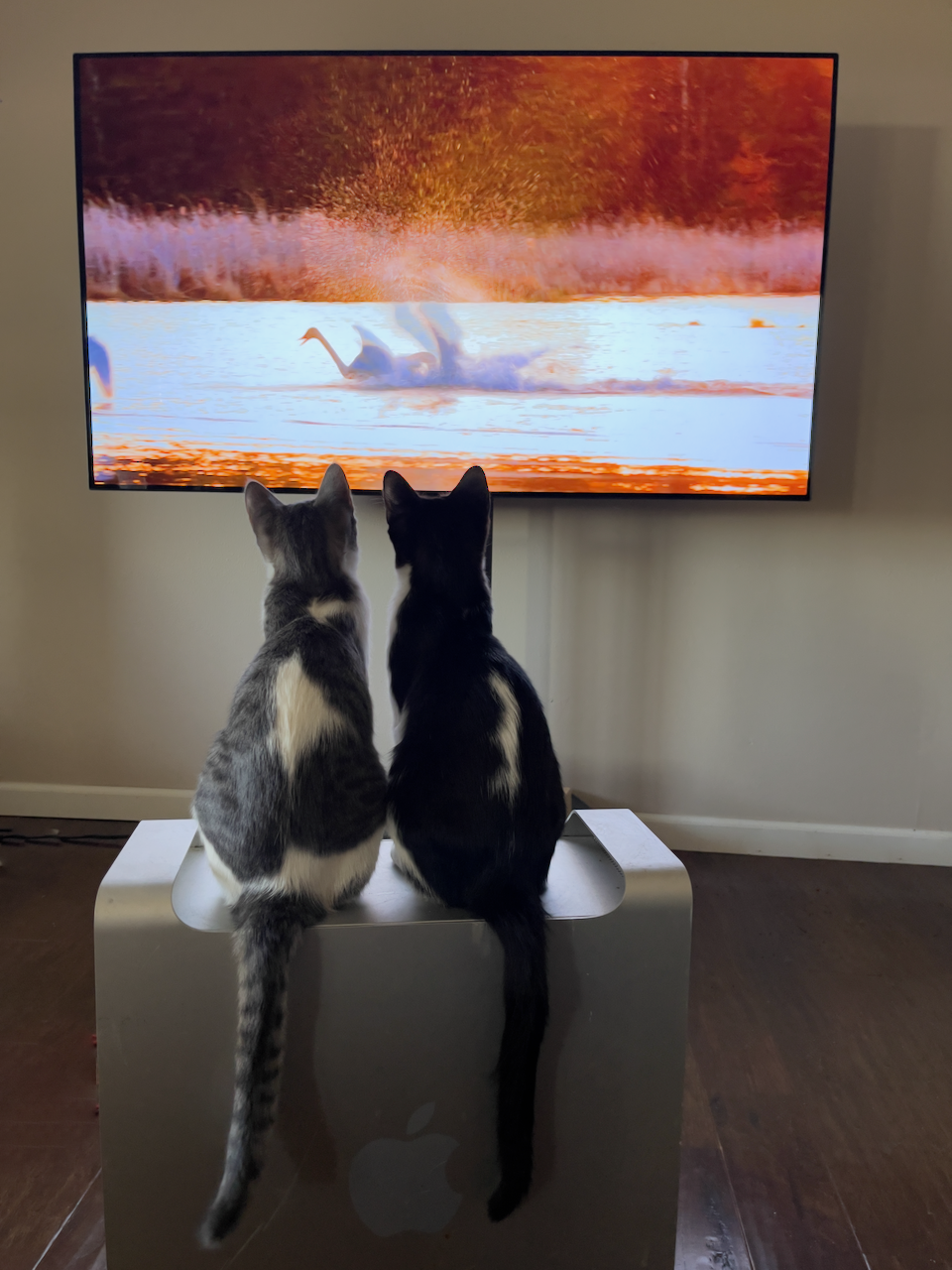 kittens2