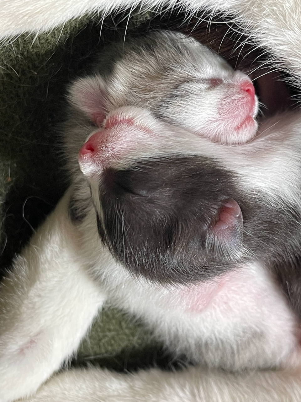 kittens3
