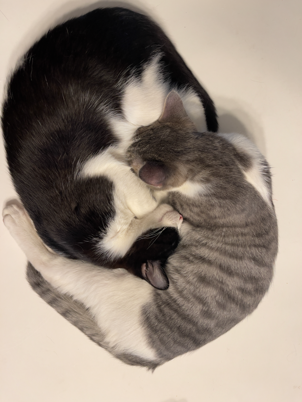 kittens4