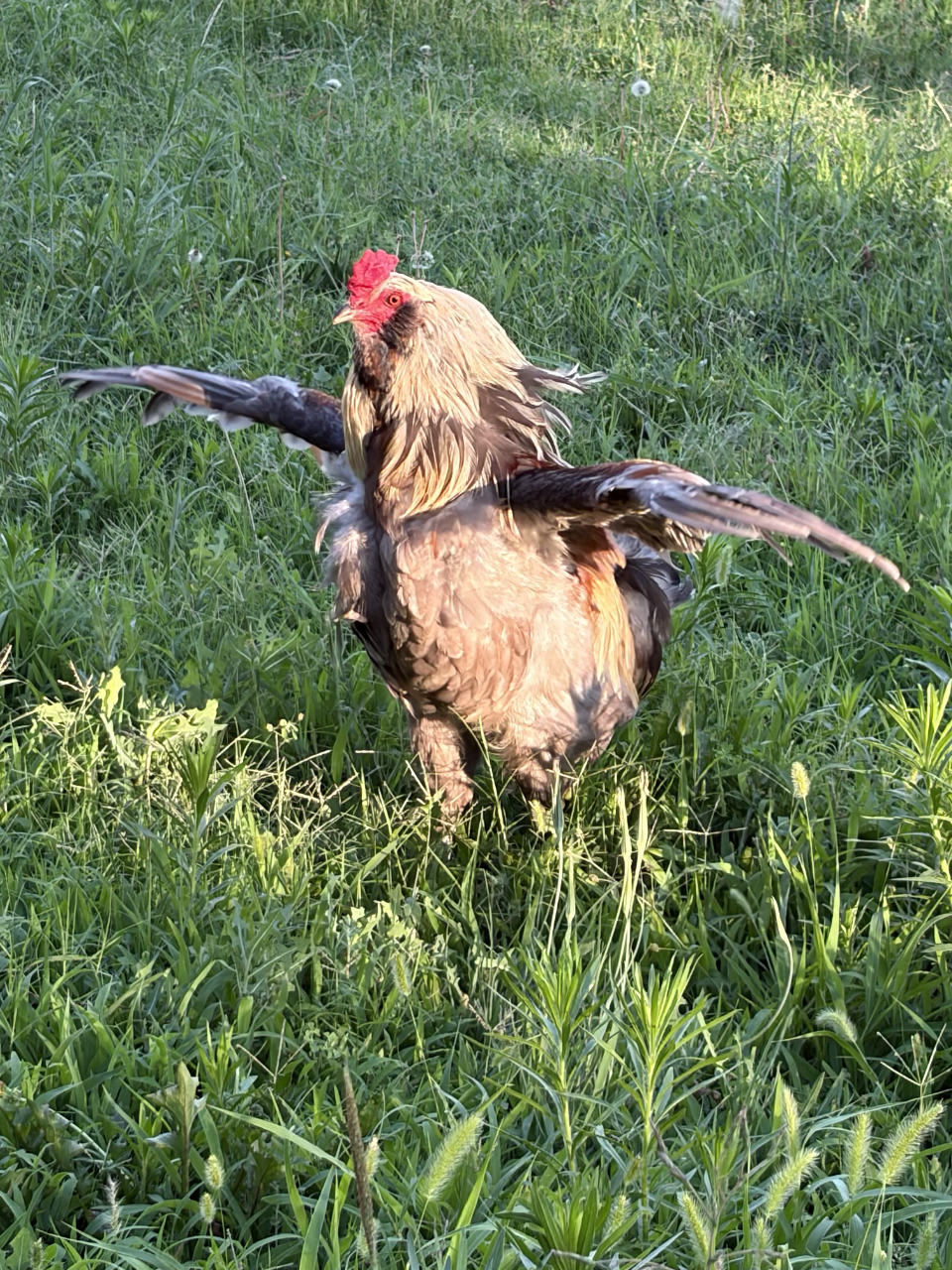 rooster